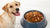 How Much Food Should a 110 lb Dog Eat: A Comprehensive Guide for Pet Parents-140296159471