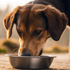 How Much Food Should a 120 lb Dog Eat? A Comprehensive Guide for Pet Owners