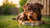 How Much Food Should a 120 Pound Dog Eat? A Comprehensive Guide for Dog Owners