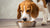How Much Food Should a 12 lb Dog Eat? A Comprehensive Feeding Guide-140403835119