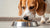 How Much Food Should a 12 lb Dog Eat? A Comprehensive Feeding Guide for Pet Owners-140852068591