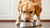 How Much Food Should a 130 Pound Dog Eat? A Comprehensive Guide for Pet Owners-140300189935