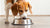 How Much Food Should a 13 lb Dog Eat? A Comprehensive Feeding Guide-140138741999