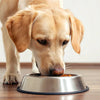 How Much Food Should a 13 lb Dog Eat? A Comprehensive Guide for Pet Owners