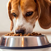 How Much Food Should a 13 Pound Dog Eat: A Comprehensive Guide