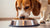 How Much Food Should a 13 Pound Dog Eat: A Comprehensive Guide