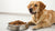 How Much Food Should a 14 Pound Dog Eat? A Comprehensive Guide for Pet Parents