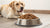 How Much Food Should a 15 lb Dog Eat Daily? A Comprehensive Guide for Pet Owners