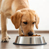 How Much Food Should a 15 lb Dog Eat?