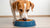 How Much Food Should a 15 Pound Dog Eat? A Comprehensive Guide for Pet Owners