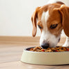How Much Food Should a 16 lb Dog Eat?