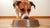How Much Food Should a 16 Pound Dog Eat? A Comprehensive Guide for Loving Pet Owners