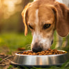 How Much Food Should a 19 lb Dog Eat? A Comprehensive Guide for Pet Owners