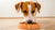 How Much Food Should a 20 lb Dog Eat? Understanding Your Dog's Dietary Needs