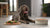 How Much Food Should a 20 Pound Dog Eat? A Comprehensive Guide