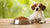 How Much Food Should a 20 Pound Dog Eat? Understanding Your Pet's Nutritional Needs-140857573615