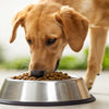 How Much Food Should a 22 lb Dog Eat? Understanding Your Canine's Nutritional Needs