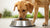 How Much Food Should a 22 lb Dog Eat? Understanding Your Canine's Nutritional Needs