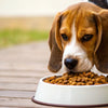 How Much Food Should a 22 Pound Dog Eat: A Complete Guide
