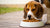 How Much Food Should a 22 Pound Dog Eat? A Comprehensive Guide