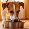 How Much Food Should a 23 Pound Dog Eat? A Comprehensive Guide for Pet Owners