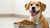 How Much Food Should a 24 lb Dog Eat? A Comprehensive Guide for Dog Owners-140300550383