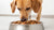 How Much Food Should a 25 lb Dog Eat Daily? Your Comprehensive Guide-140294684911
