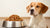 How Much Food Should a 25 lb Dog Eat? Your Comprehensive Guide to Dog Nutrition