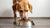 How Much Food Should a 25kg Dog Eat? A Comprehensive Guide for Pet Owners-140404785391