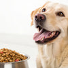 How Much Food Should a 27 lb Dog Eat? A Comprehensive Guide for Dog Owners
