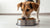 How Much Food Should a 28 Pound Dog Eat? A Comprehensive Guide for Pet Owners-140294783215