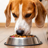 How Much Food Should a 30 lb Dog Eat: A Comprehensive Guide for Dog Owners