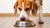 How Much Food Should a 30 lb Dog Eat: A Comprehensive Guide for Dog Owners