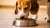 How Much Food Should a 30kg Dog Eat? A Complete Guide for Responsible Pet Owners-140297961711
