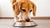 How Much Food Should a 35 lb Dog Eat? An In-Depth Guide for Pet Owners-140139397359