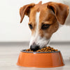 How Much Food Should a 35 Pound Dog Eat