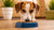 How Much Food Should a 40 lb Dog Eat: A Comprehensive Guide for Pet Owners-140135858415