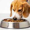 How Much Food Should a 40 Pound Dog Eat?