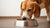How Much Food Should a 50 lb Dog Eat: A Comprehensive Guide for Pet Owners