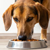 How Much Food Should a 50 lb Dog Eat? Your Comprehensive Guide