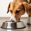 How Much Food Should a 55 lb Dog Eat? A Comprehensive Guide for Pet Owners