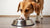 How Much Food Should a 55 lb Dog Eat? A Comprehensive Guide for Pet Owners