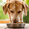 How Much Food Should a 55 Pound Dog Eat?