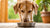How Much Food Should a 55 Pound Dog Eat? A Comprehensive Guide for Responsible Pet Owners