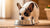 How Much Food Should a 5 Pound Dog Eat? A Comprehensive Feeding Guide for Small Breeds