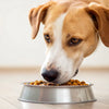 How Much Food Should a 60 lb Dog Eat? A Comprehensive Guide