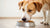 How Much Food Should a 60 lb Dog Eat? A Comprehensive Guide