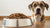 How Much Food Should a 60 lb Dog Eat Per Day? A Comprehensive Guide-140299698415