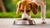 How Much Food Should a 60 lb Dog Eat? Understanding Canine Nutrition Essentials-140408520943