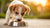 How Much Food Should a 6 Month Old Dog Eat? A Comprehensive Guide-140297699567